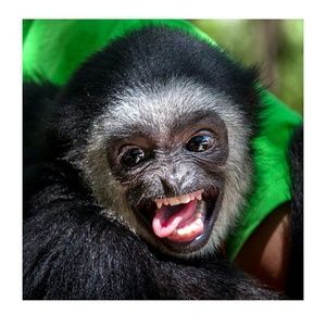 Meet your Posher, Angel