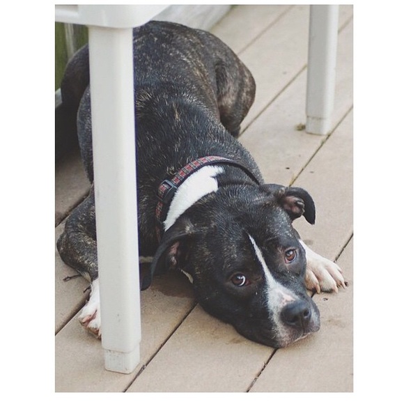 Meet Your Posher, Candice - Picture 4 of 4