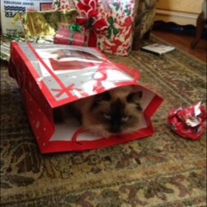 Now offering a surprise with every purchase!