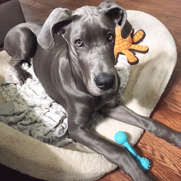 Meet your Posher, Hannah - Picture 4 of 4