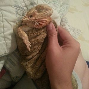 My beardie!