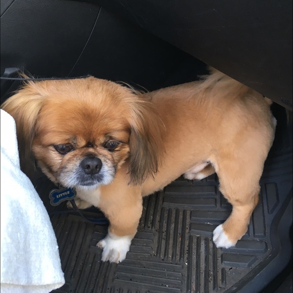 Meet your Posher, Ca - Picture 2 of 4