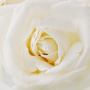 Meet your Posher, Shelby