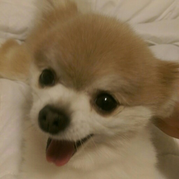 Meet your Posher, Lori - Picture 3 of 3