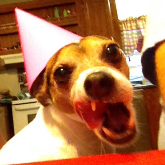 Meet your Posher, Bella - Picture 1 of 1