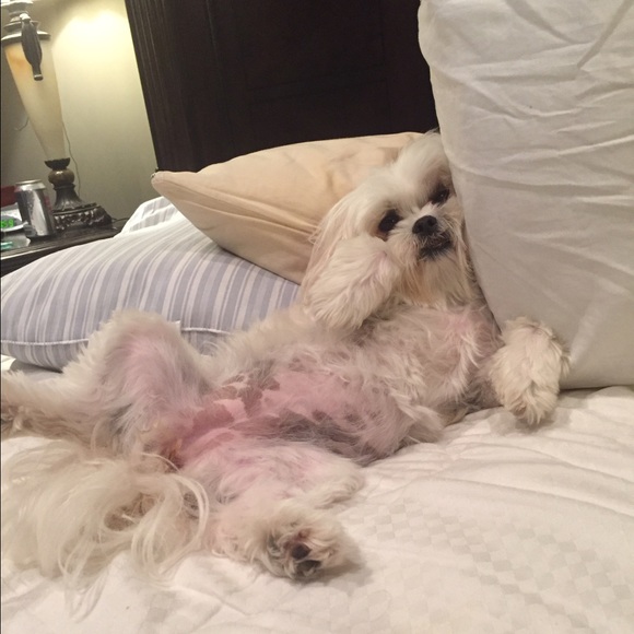 💗💋Meet the Posher💋💗 - Picture 3 of 4