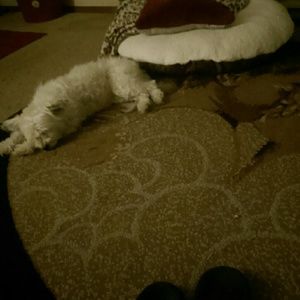 Meet your Posher, Jasmine