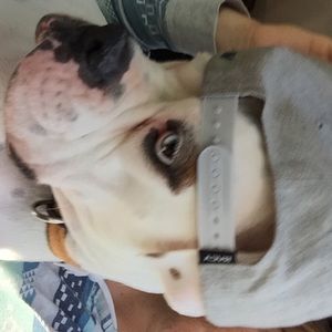 Meet your Posher, Peter