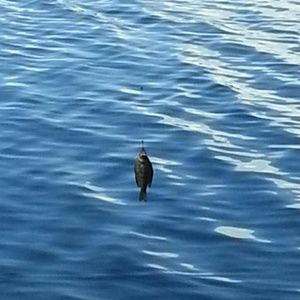 Meet your Posher, Rodney