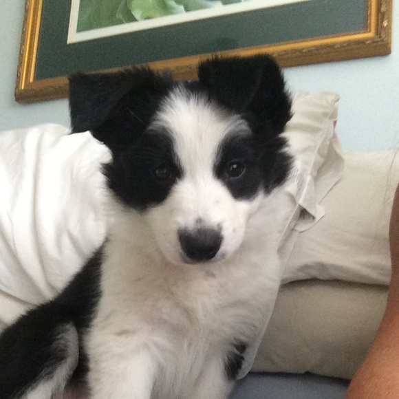 Meet your Posher, Elizabeth - Picture 1 of 1