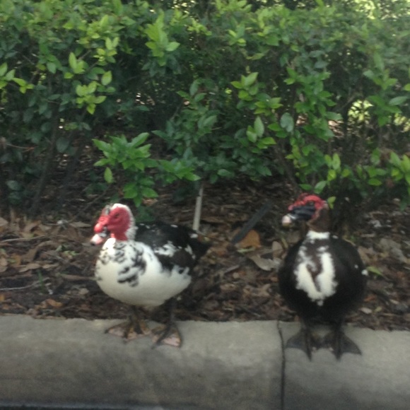 Meet your Posher, Carrie