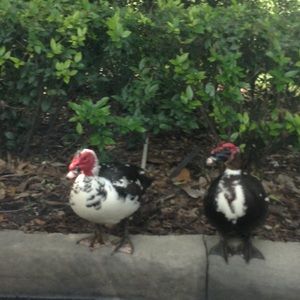 Meet your Posher, Carrie