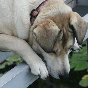 Meet your Posher, Dawn