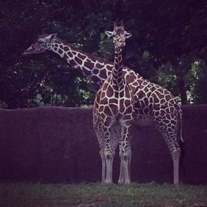 Meet your Posher, Krista