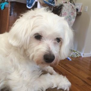 Meet your Posher, Cyndra