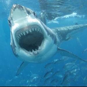 Meet your Posher, Nerrissa