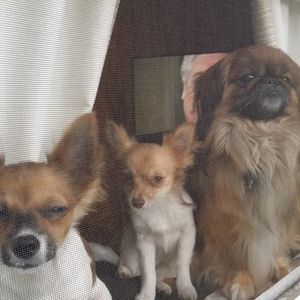 Meet your Posher, Tracey