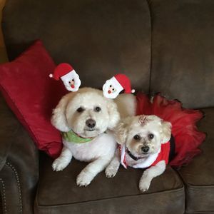 Meet your Posher, Jean