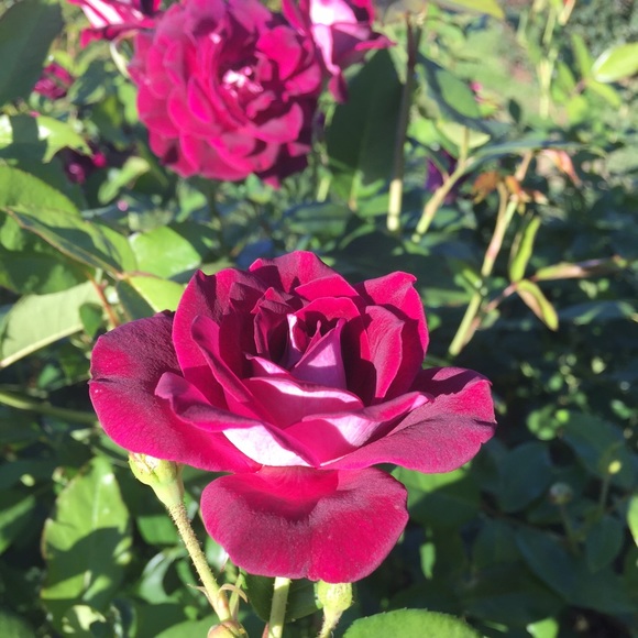 Meet your Posher ππππΎ - Picture 3 of 4