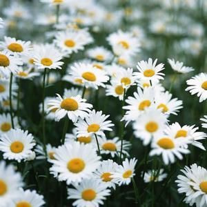 Meet your Posher, Daisy