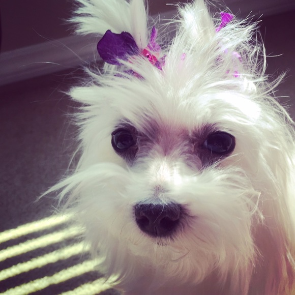 Meet Your Posh Buyer Seller Maile 🌸 @MaileCabral - Picture 4 of 4