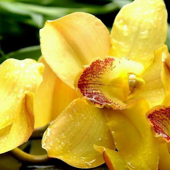 Meet your Posher, Johanna - Picture 1 of 1