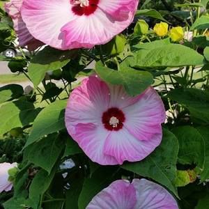 Meet your Posher, Jaci