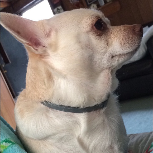 Meet your Posher, Annie - Picture 3 of 4