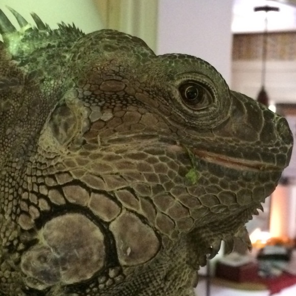 MY MANTRID - Picture 5 of 16