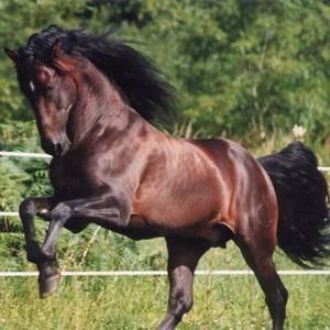 Meet your Posher, Mario