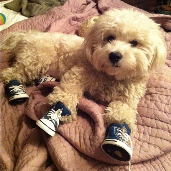 Meet your Posher's pup!! 🐶 💕