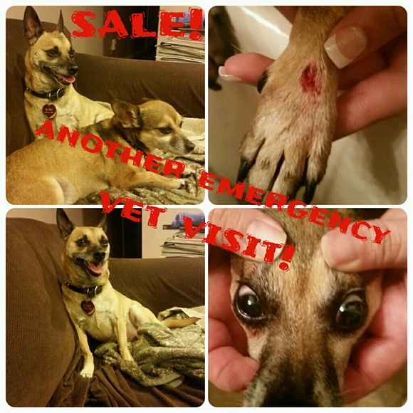My doggies got attacked...