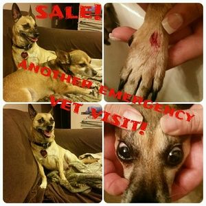 My doggies got attacked...