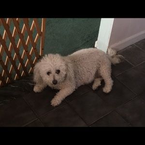 Meet your Posher, Joey