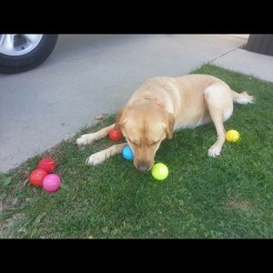 Meet your Posher, Brandi