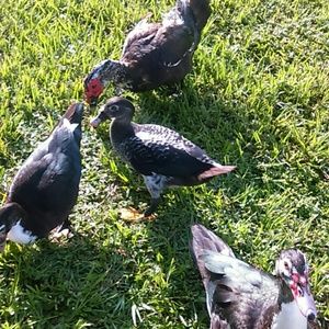 Meet your Posher, Alicia