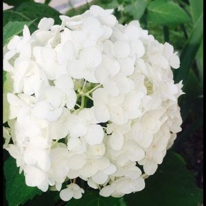 Meet your Posher, Denalda