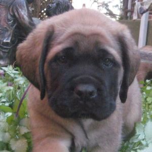 Meet your Posher, Dianne