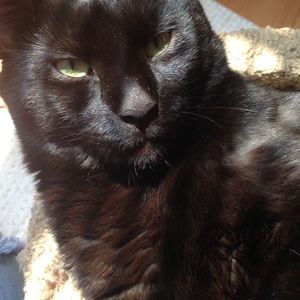 Meet your Posher, Kameo