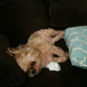 Meet your Posher, Shonda