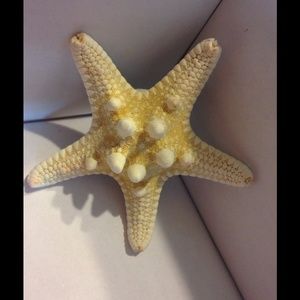 Real starfish hair clip