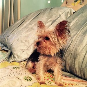 Meet your Posher, Charla