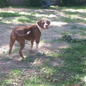 Meet your Posher, Bob