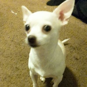 Meet your Posher, Ben