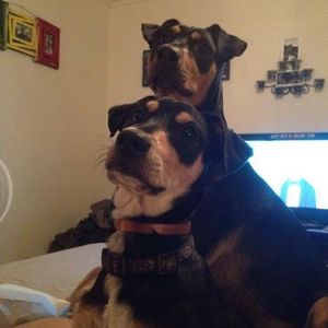 Meet your Posher, Leah