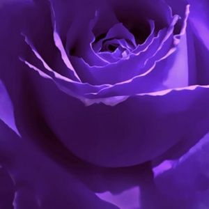 Meet your Posher, Felicia