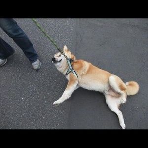 Meet your Posher, Morgan