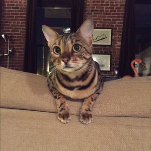 Meet your Posher, Cindy