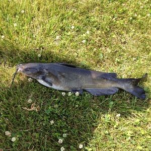 Meet your Posher, Ross