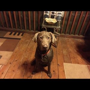 Meet your Posher, Sasha